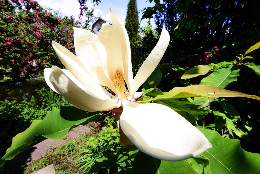 Магнолия Суланжа (Magnolia soulangeana)