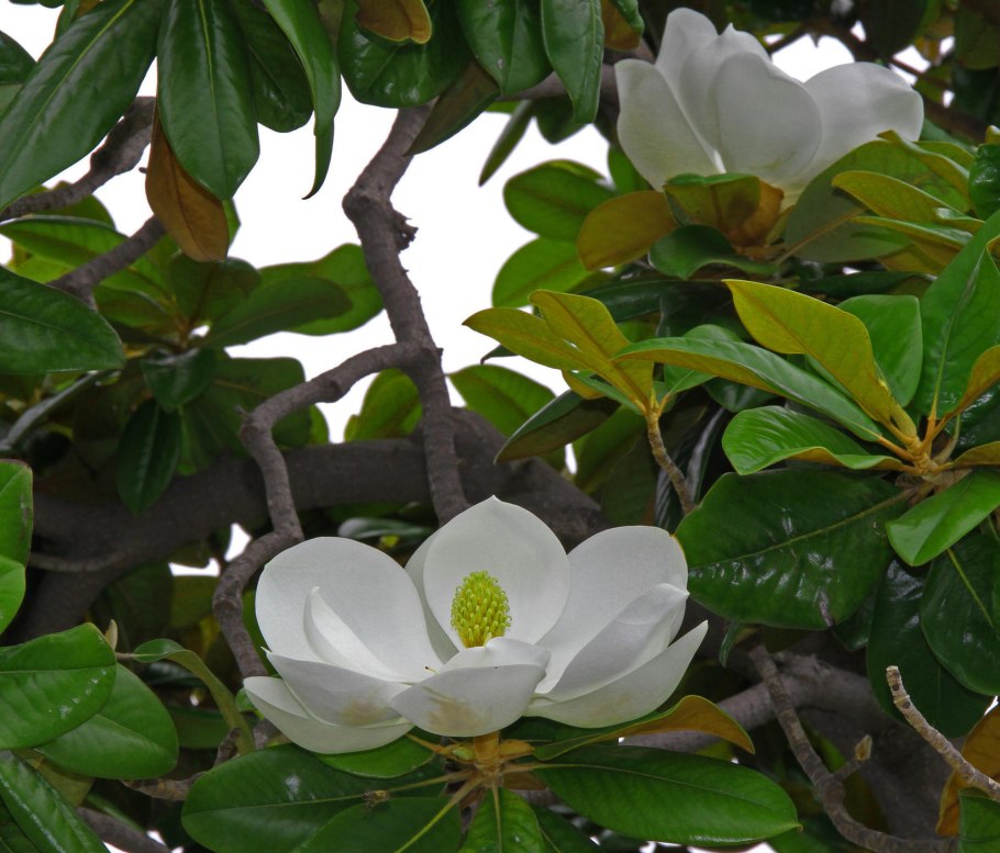 Дерево Магнолия в Сочи