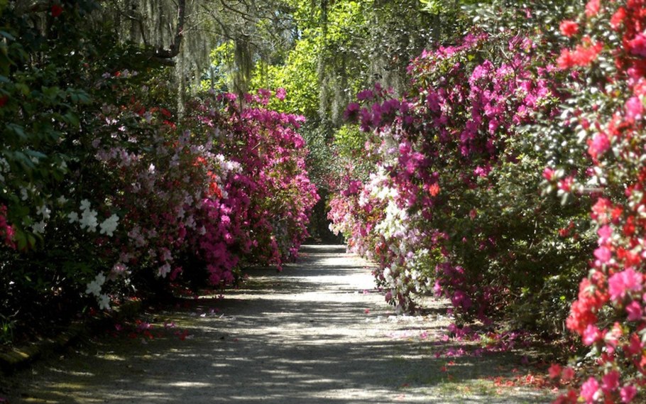 Магнолия Фламинго