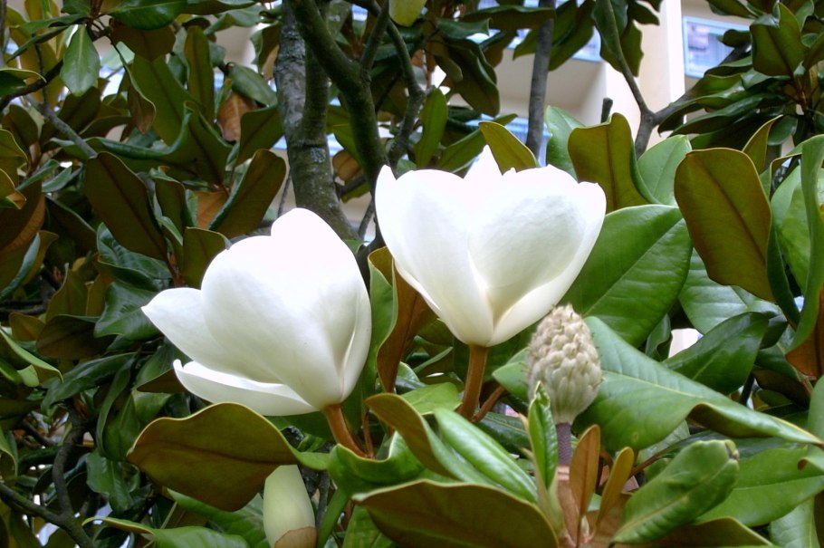 Магнолия Суланжа в Адлере