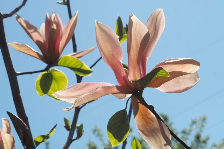 Магнолия Приморско Ахтарск