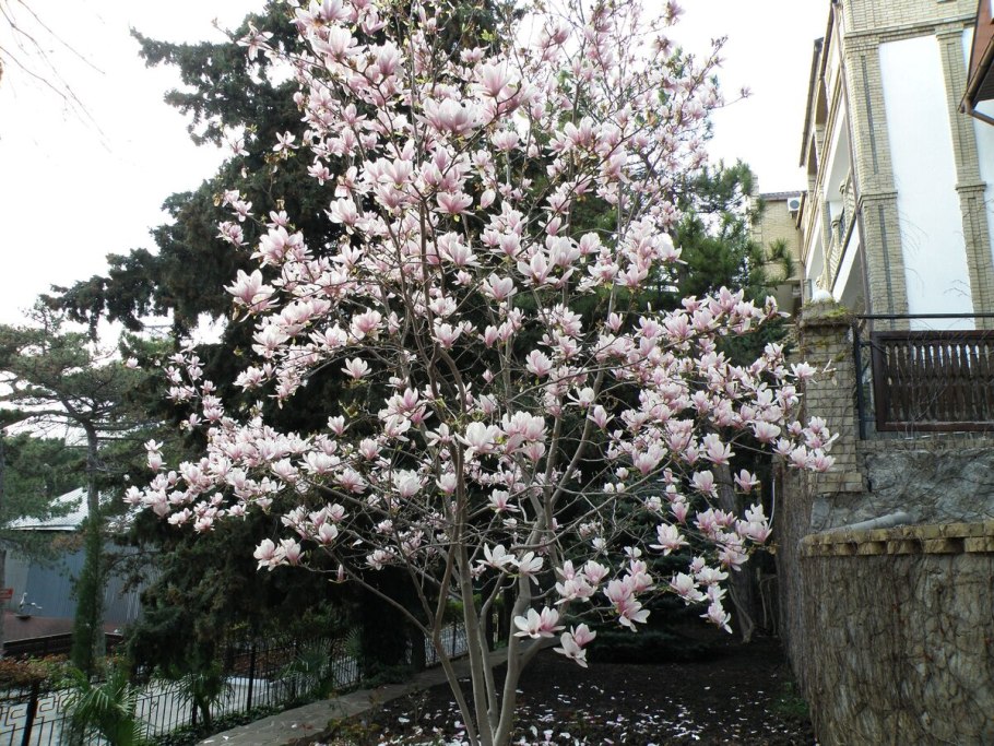 Магнолия Суланжа звездчатая