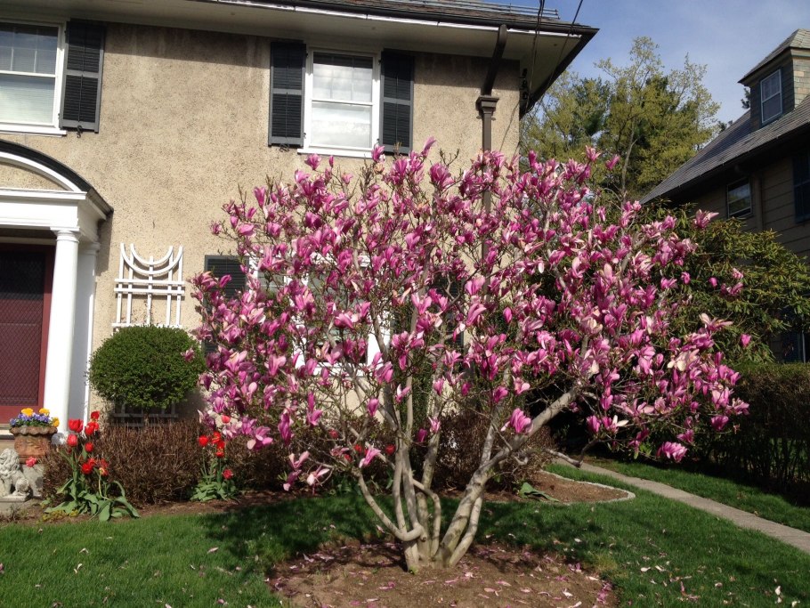 Магнолия Листопадная