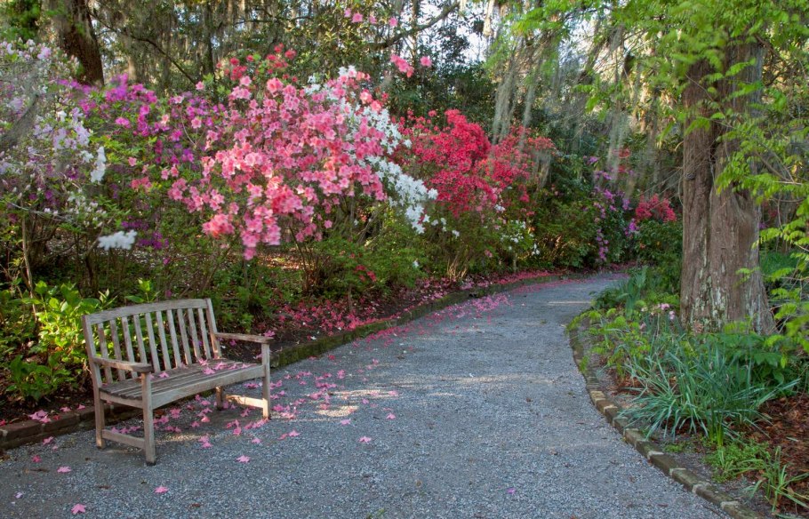 Магнолия Суланжа Rustica rubra