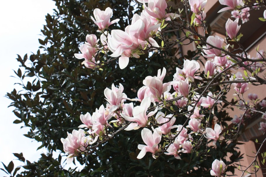 Магнолия в Ялте цветение