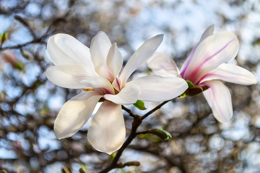 Магнолия Сочи цветок