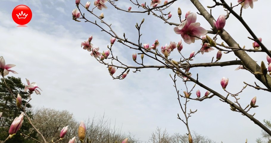 Магнолия реликтовое растение