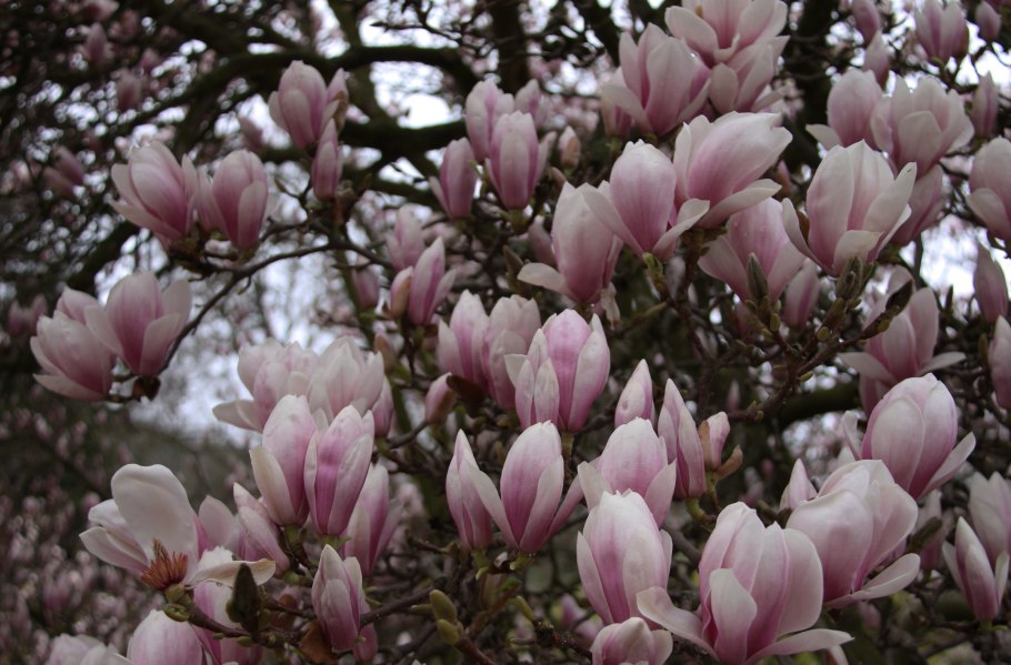 Магнолия иволистная