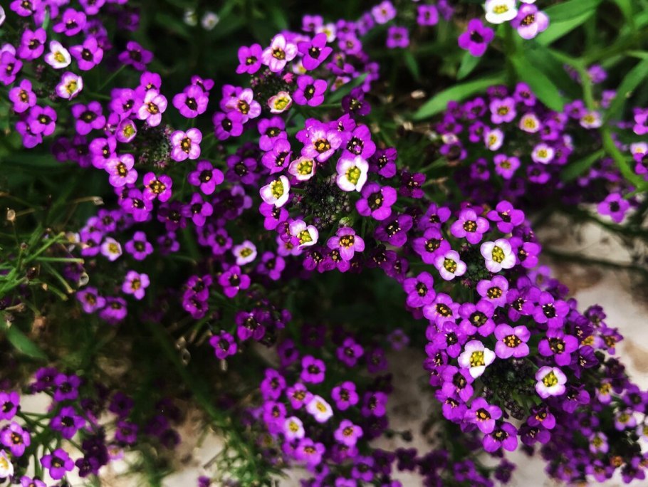 Алиссум скальный многолетний