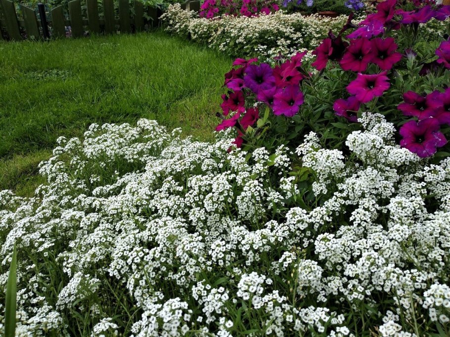 Алиссум Вондерленд Вайт