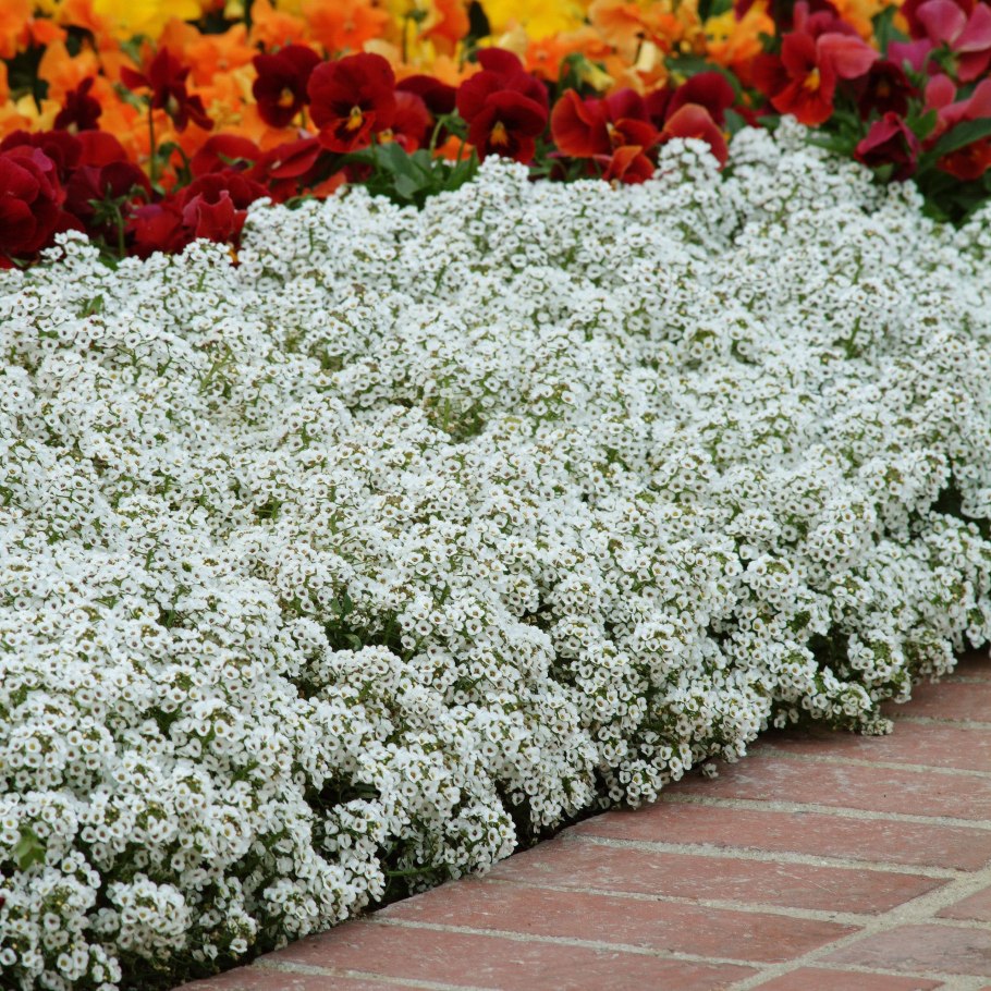 Алиссум многолетний