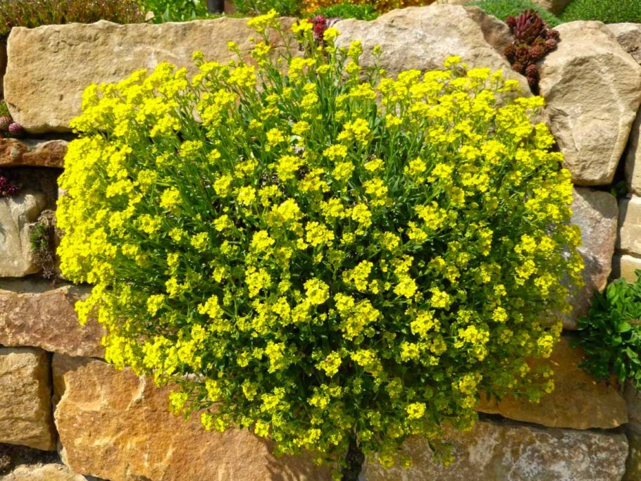 Агератум, Обриета, алиссум