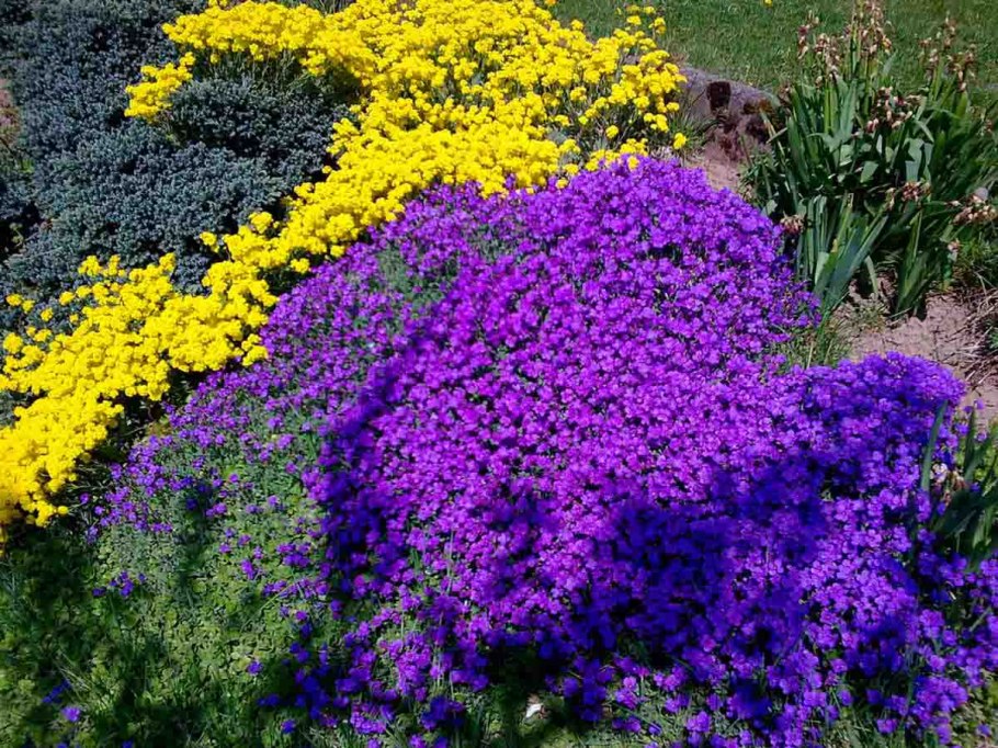 Алиссум лобулярия Каменник