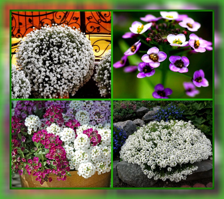 Медовая травка алиссум