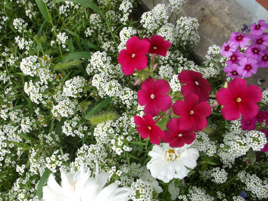 Рабатка Тунберга