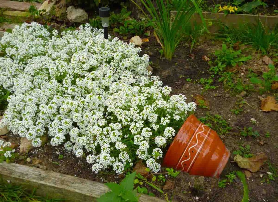 Алиссум снежный ковер