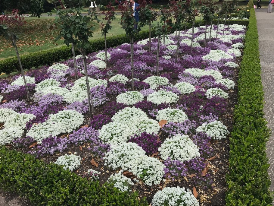 Алиссум цветы многолетники