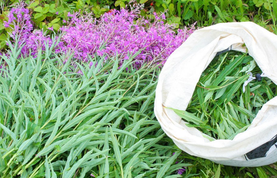 Кипрей узколистный сбор