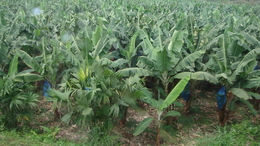 Банан это трава