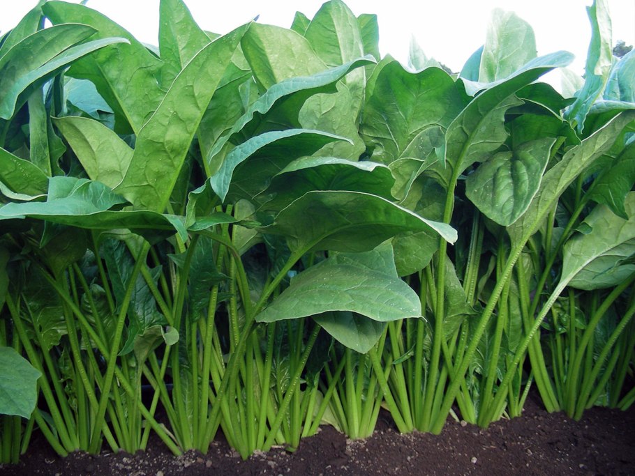 Ысманак Чобу