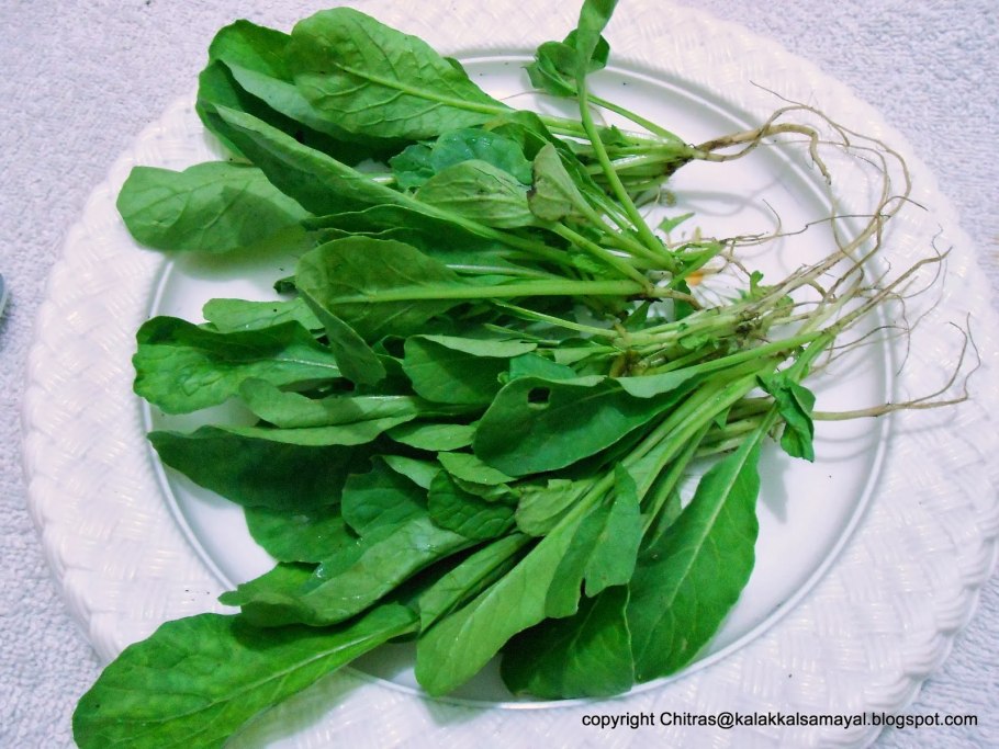 Котем армянская зелень