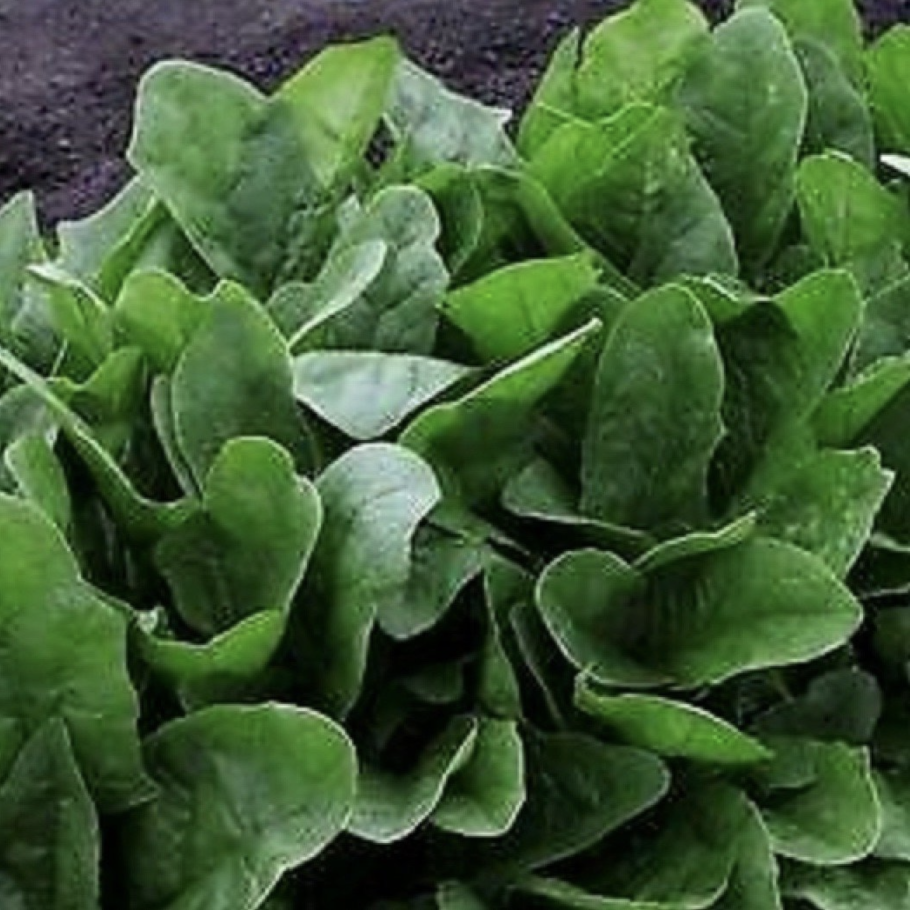 Spinach Mustard семена