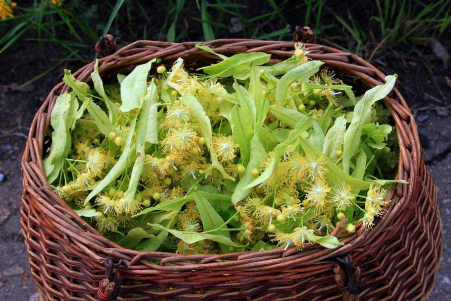 Цветки липы сбор