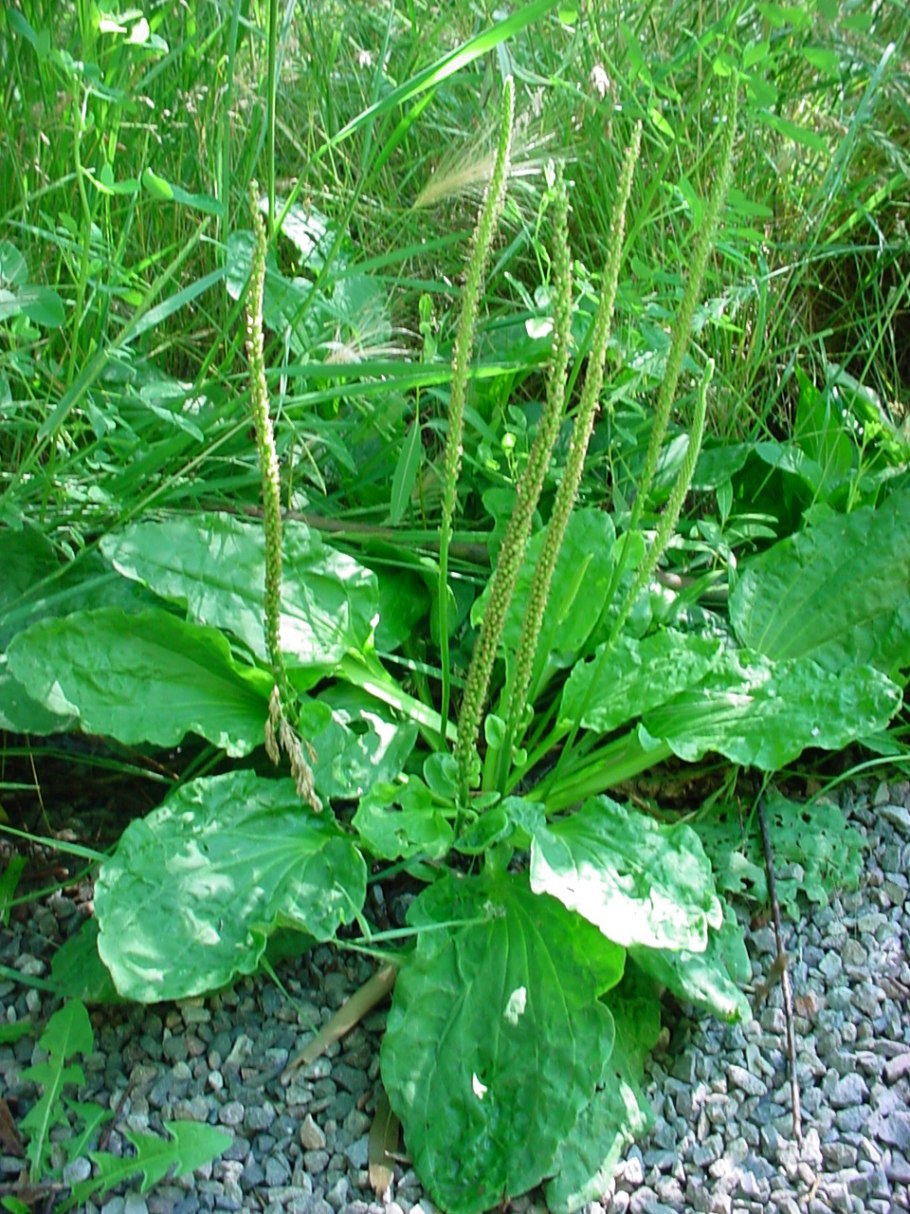 Подорожник (Plantago)