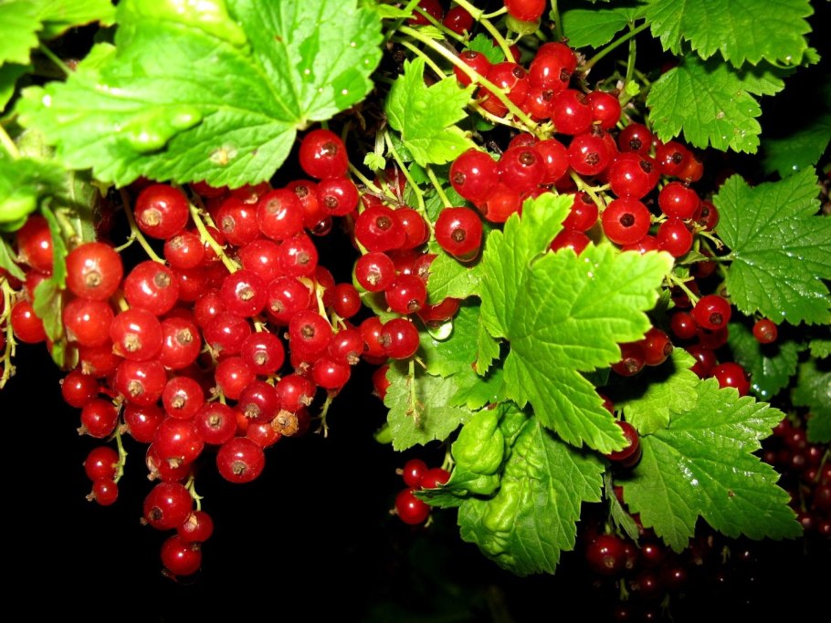 Смородина (Рассветная) красная