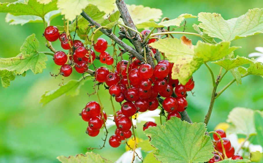 Лето красная смородина