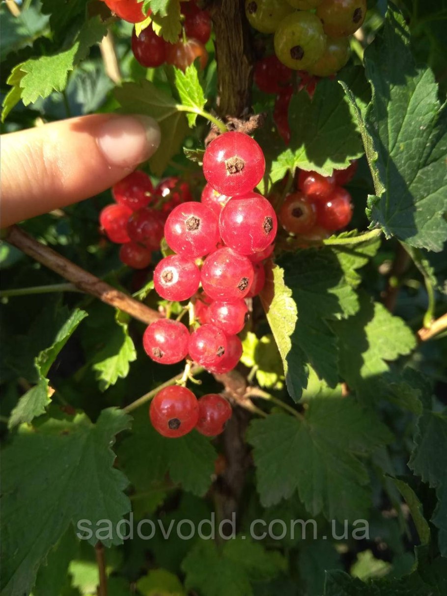 Смородина красная щедрая