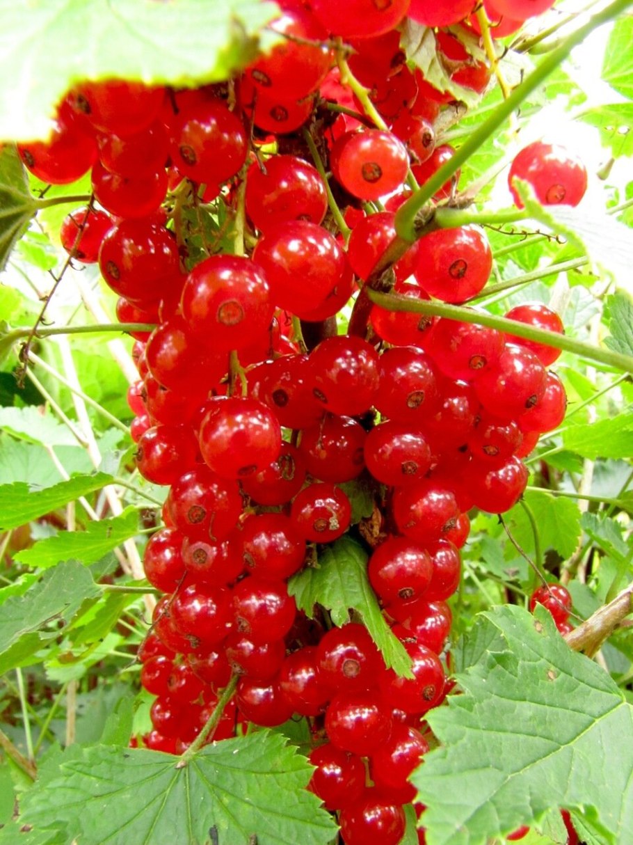 Смородина красная орловчанка