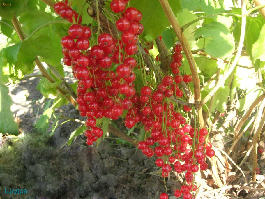 Смородина красная щедрая (с2)