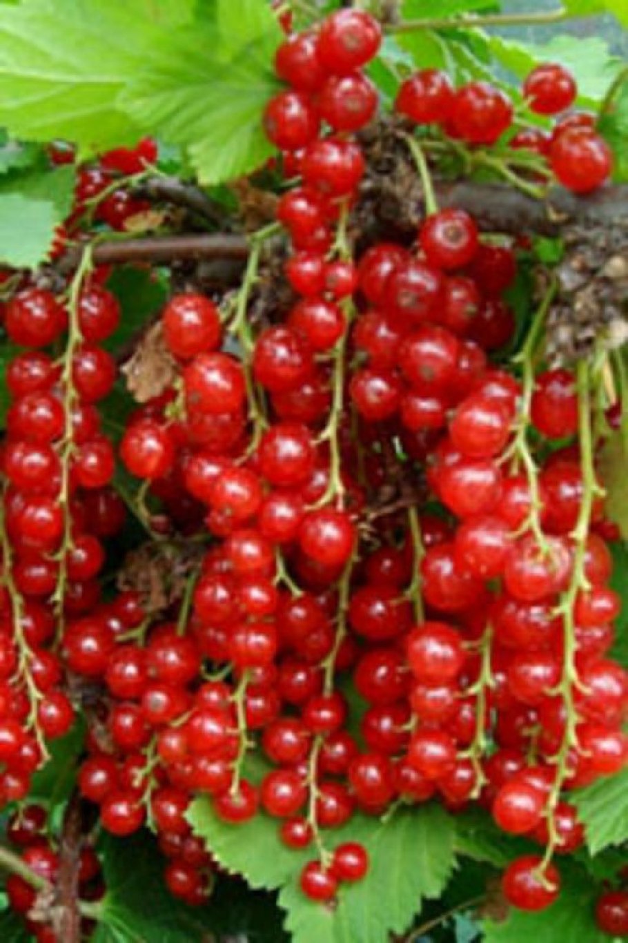 Смородина красная Йонкер Ван тетс