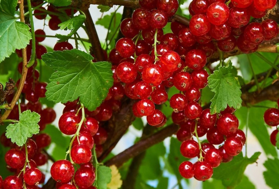 Смородина брусника облепиха ирга
