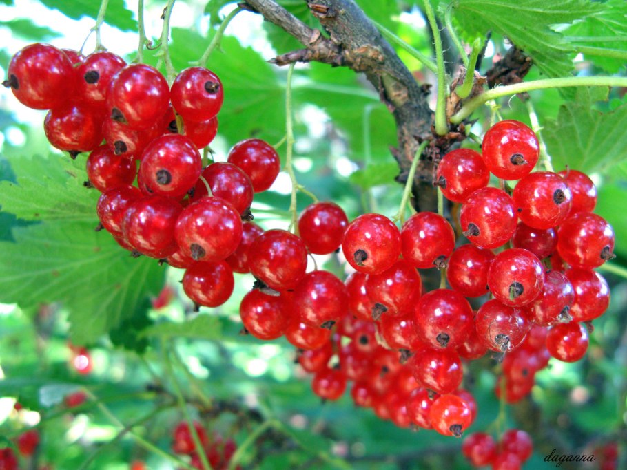 Смородина красная алая Зорька