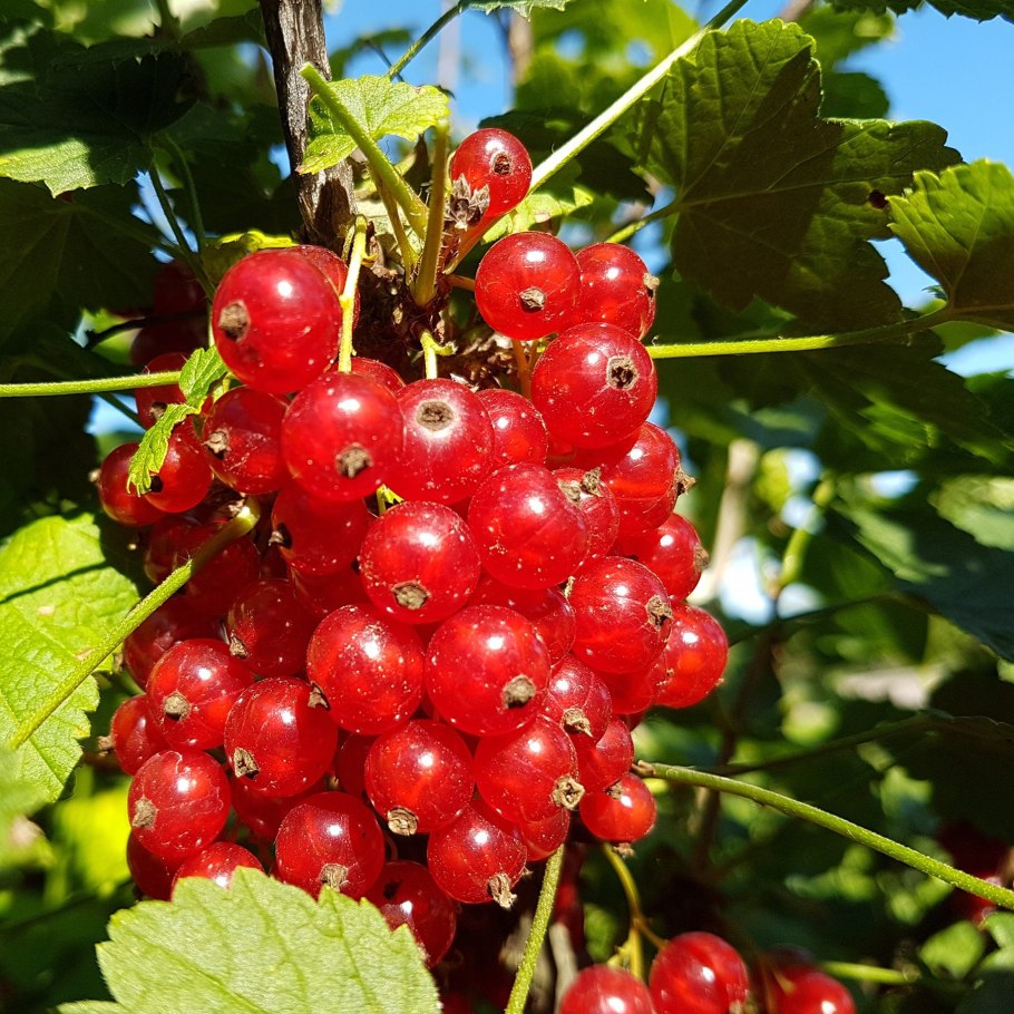 Смородина Уральская красавица