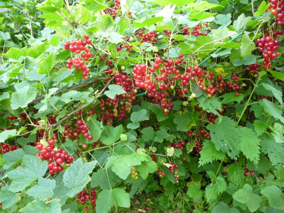 Смородина красная - ribes rubrum