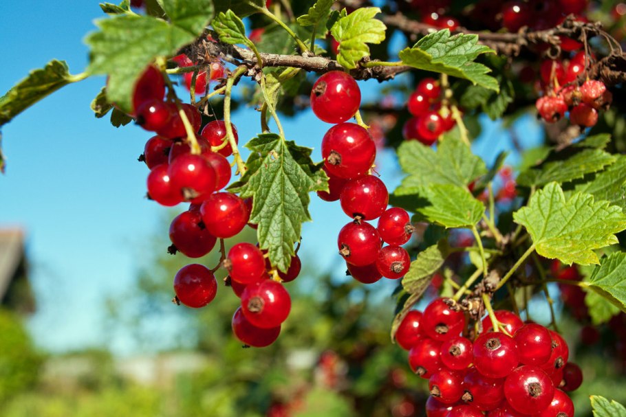 Смородина красная ribes rubrum "сахарная"