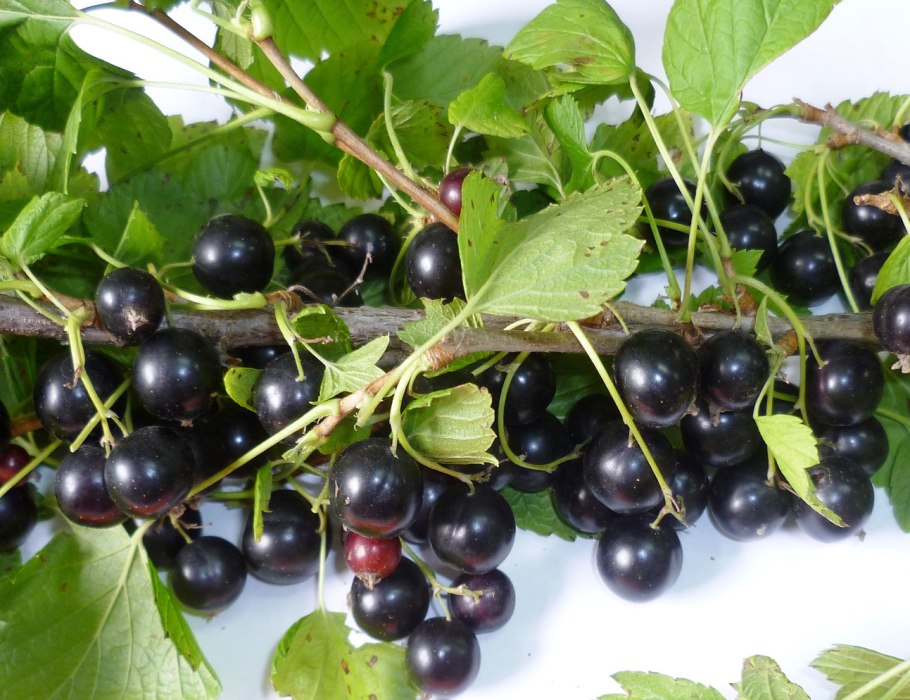 Смородина белая белая Потапенко