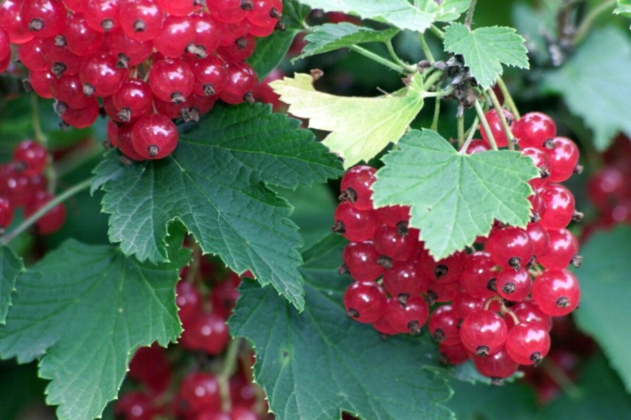 Смородина красная Осиповская