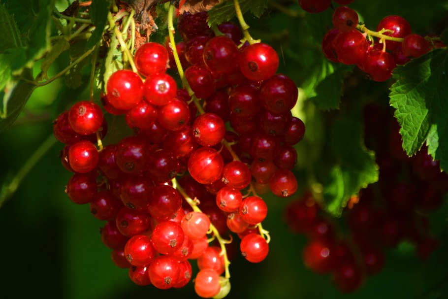 Смородина красная (традиционная) - щедрая