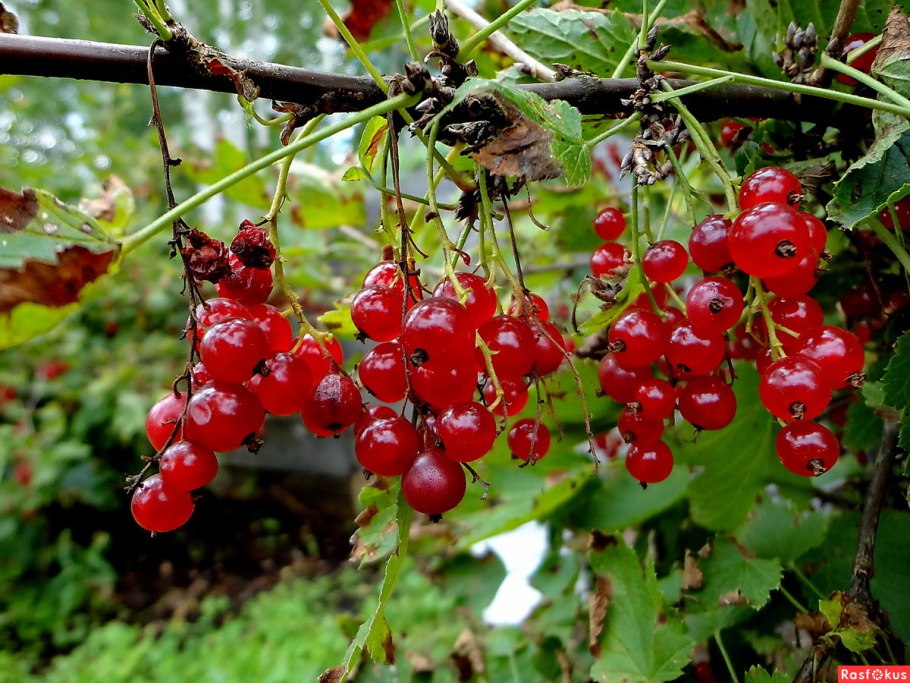 Смородина красная, сорт щедрая