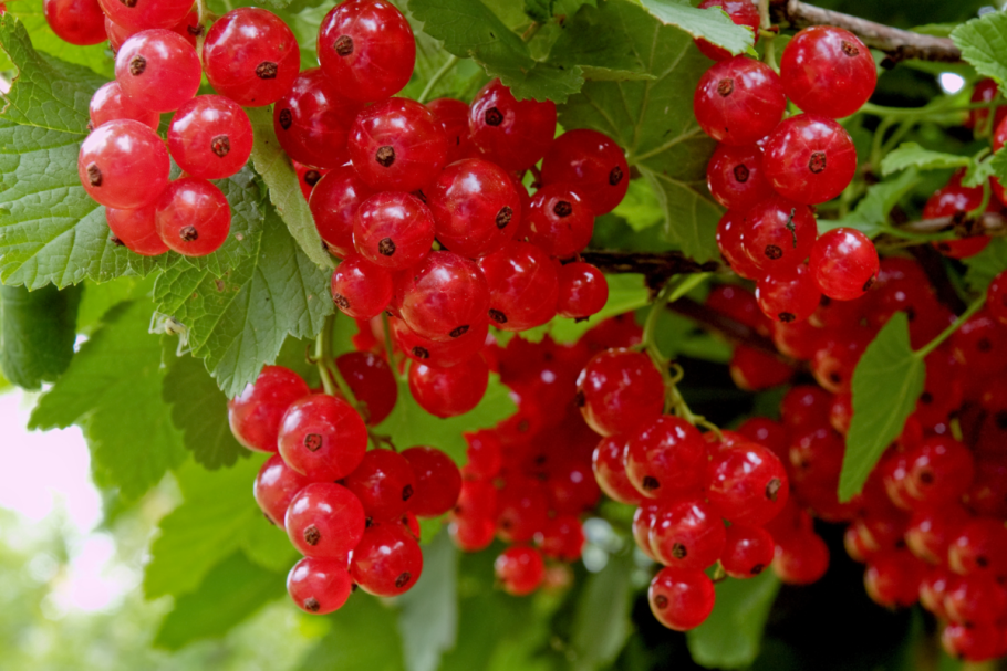 Смородина красная Ровада