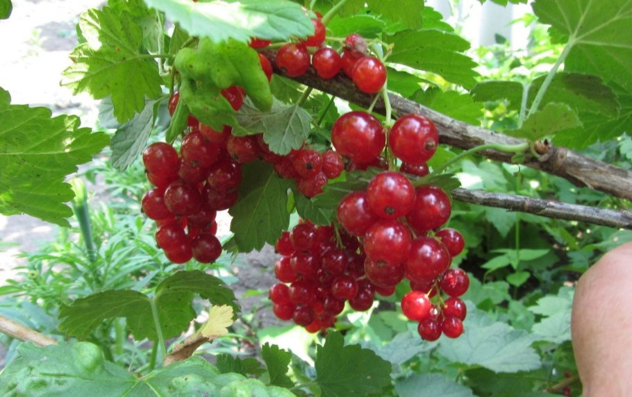 Смородина двуиглая Морошка