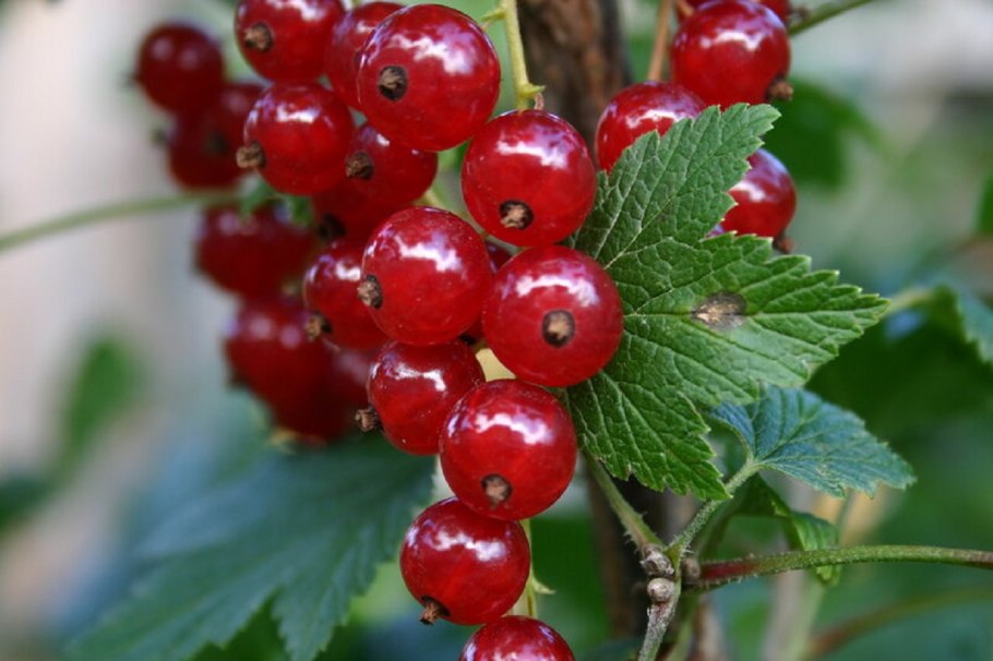 Смородина красная щедрая