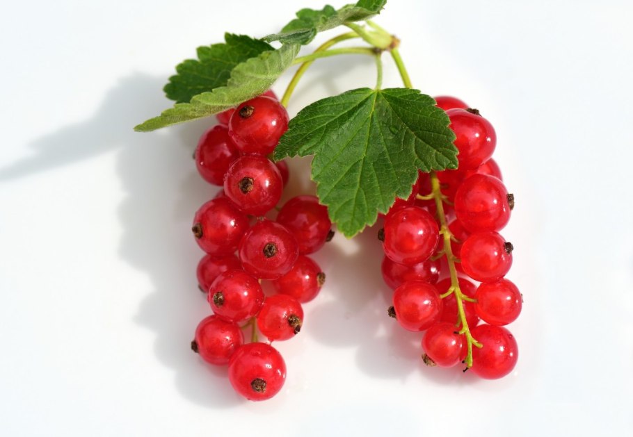 Смородина красная ранняя Толмачева