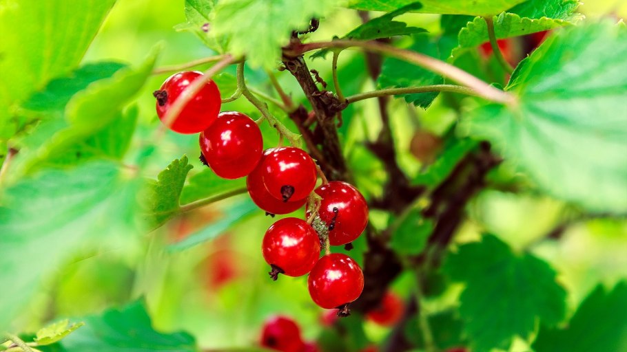 Смородина красная щедрая