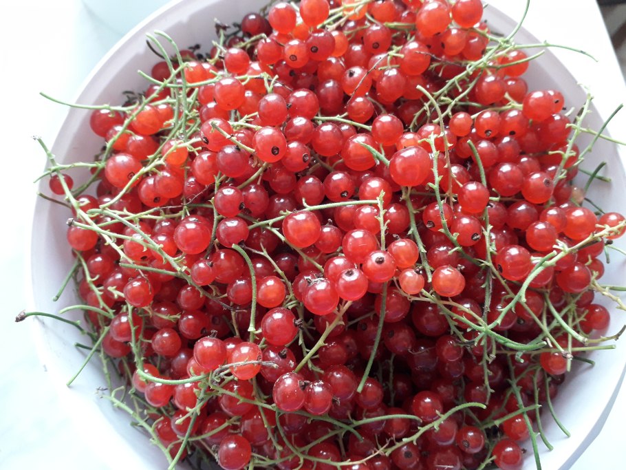 Смородина красная Валентиновка