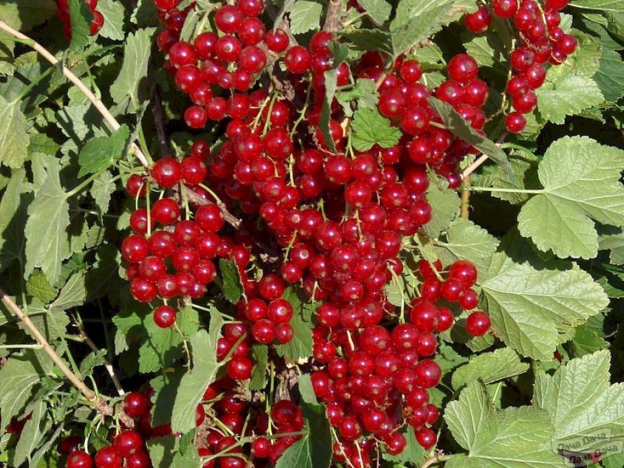 Кислица ягода и красная смородина